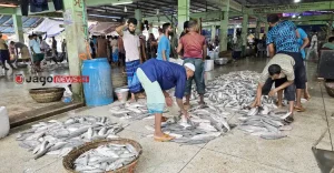 fish-20260829211111.jpg