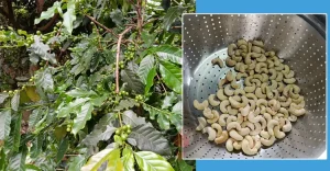 coffe-nuts-20250719193206.jpg