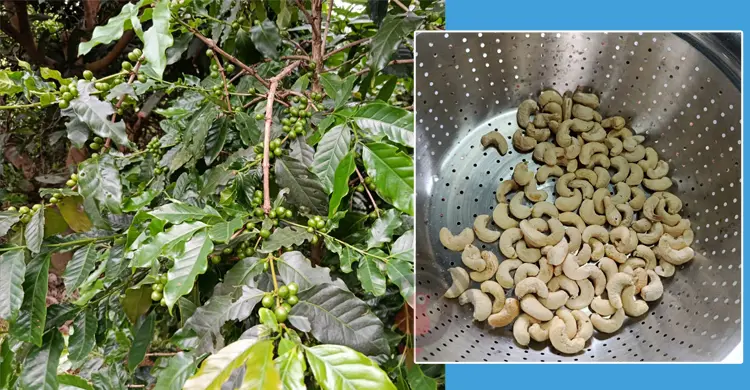 coffe-nuts-20250719193206.jpg