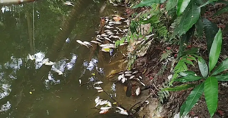 fish-3-20260916145612.jpg