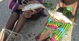 hilsa-chor-20251001083558.jpg
